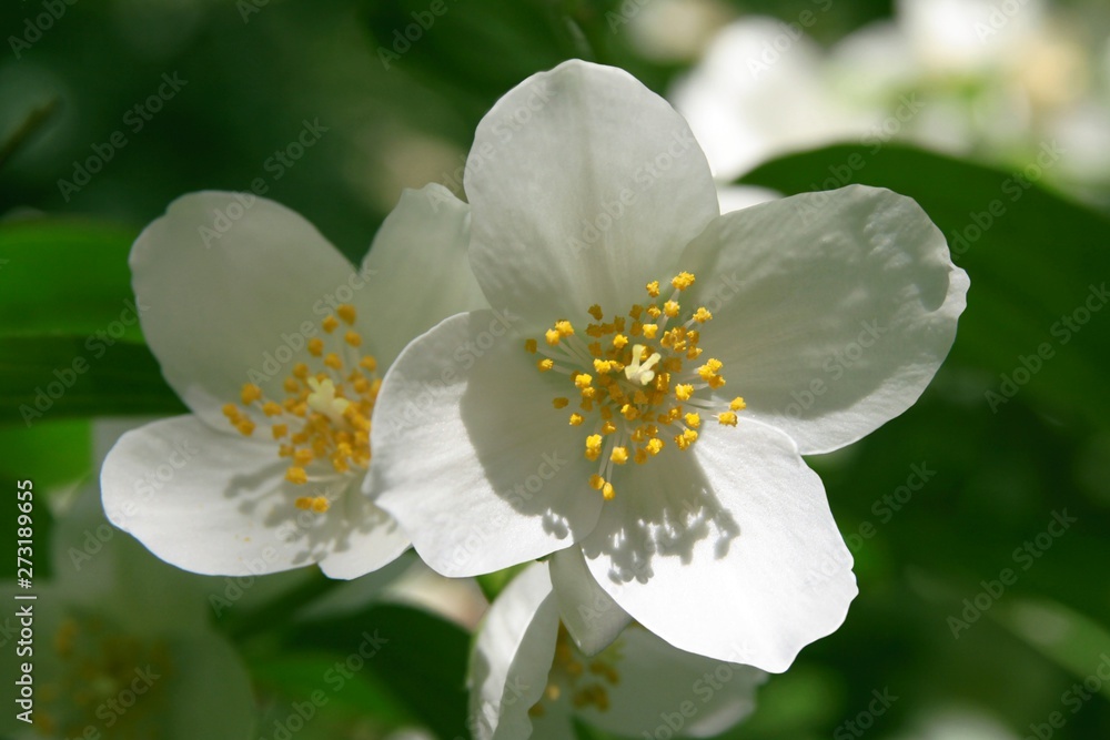 white,fragrant flowers of jasmine bush at spring white,fragrant flowers of jasmine bush at spring
