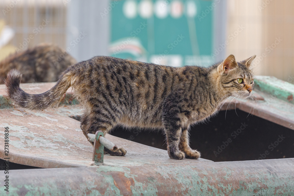 Naklejka premium Gray dotted homeless cat