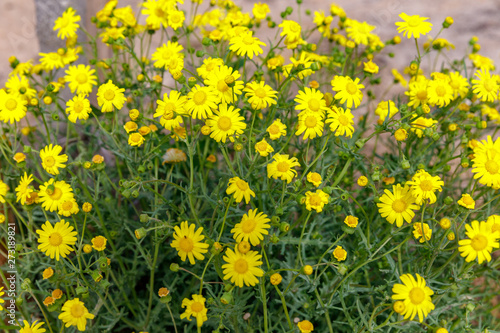 New bush of yellow chrysanthemum coronarium at desert