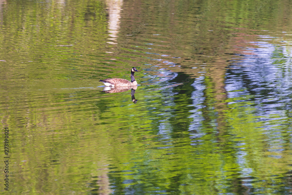One beautiful duck floating on the river One beautiful duck floating on the river
