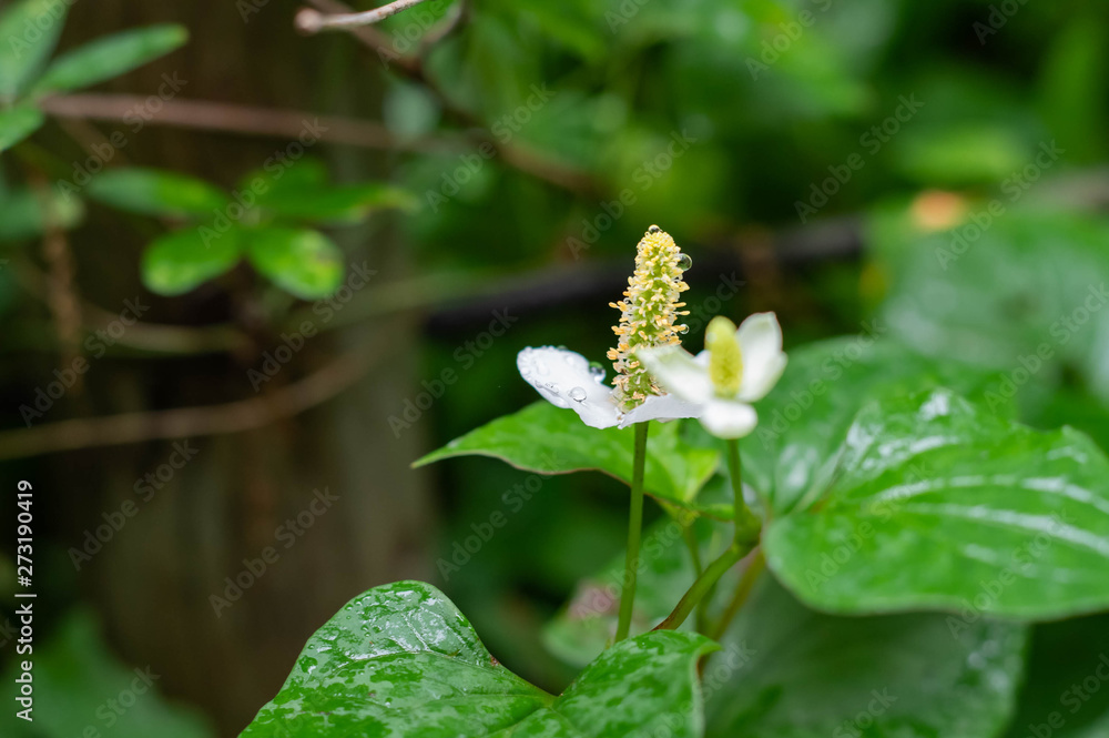 どくだみの花 どくだみの花