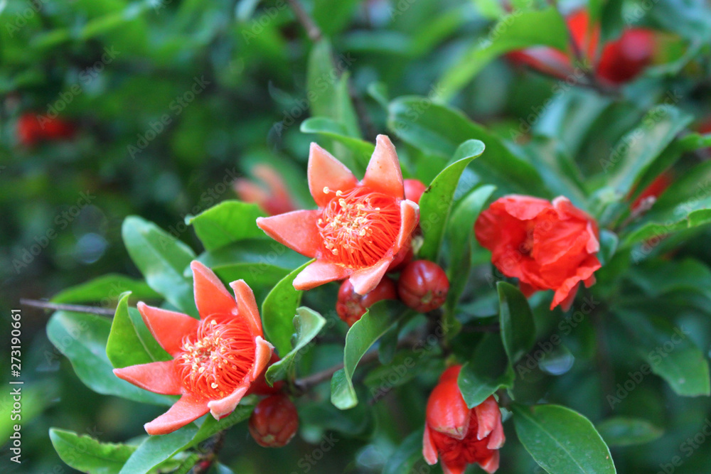 Obraz premium Red pomegranate flowers close up