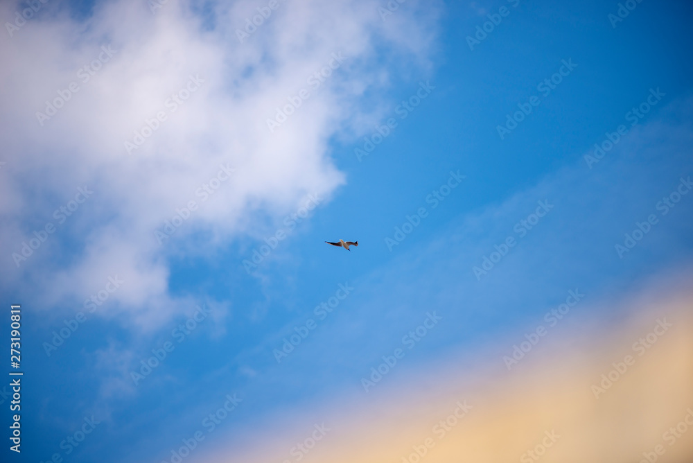 bird Seagull flying against the blue sky bird Seagull flying against the blue sky