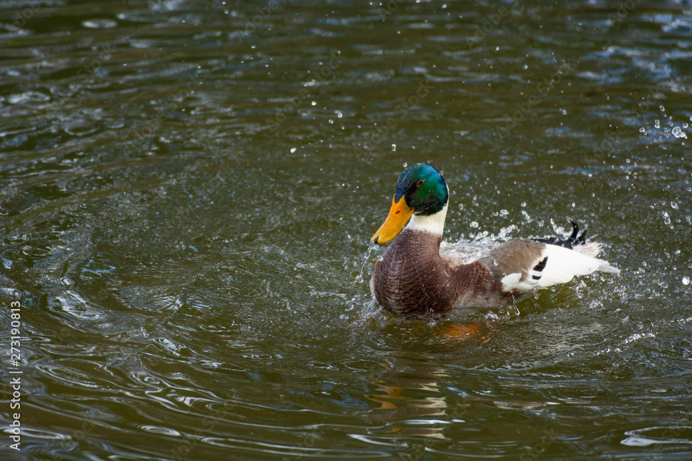 Obraz premium Bird 214