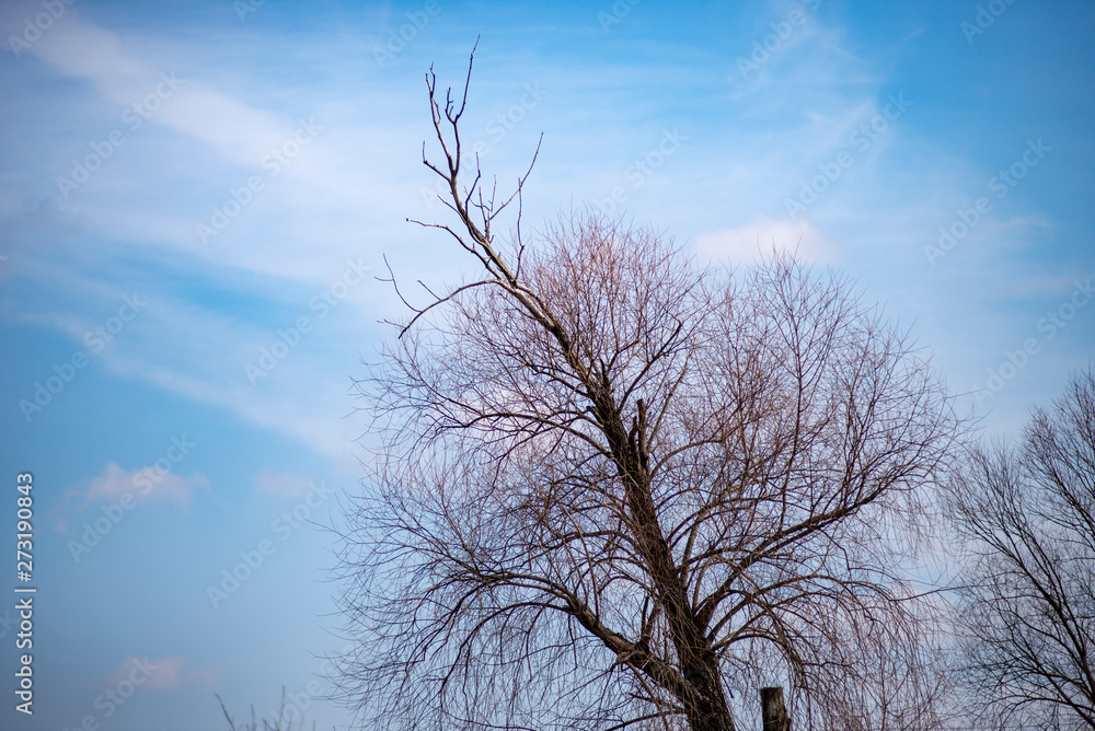 branches of a big old tree against the blue summer sky branches of a big old tree against the blue summer sky