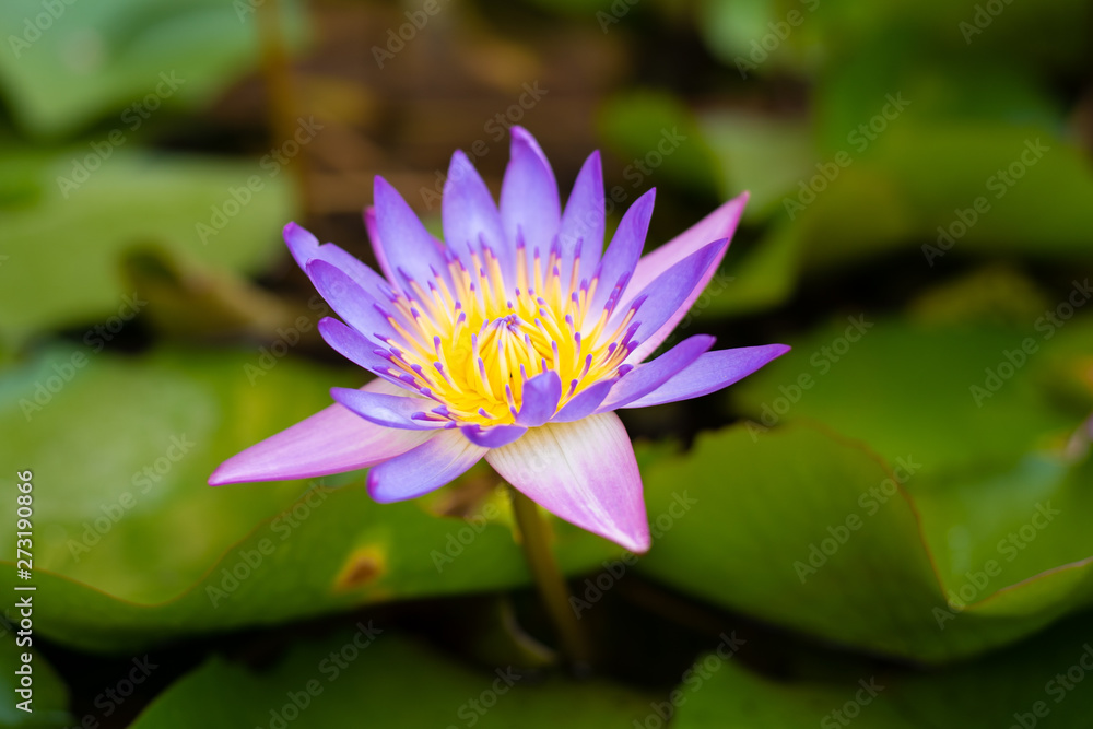 Pink Lotus Blossoms Or Water Lily Flowers Blooming On Pond. Pink Lotus Blossoms Or Water Lily Flowers Blooming On Pond.