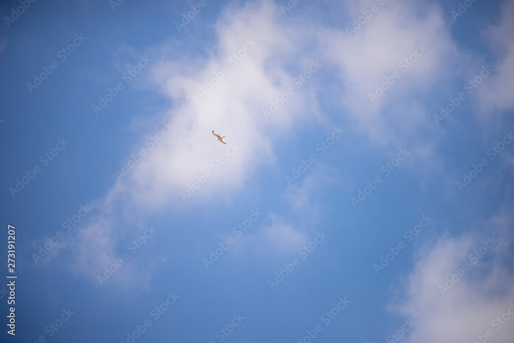 bird Seagull flying against the blue sky bird Seagull flying against the blue sky