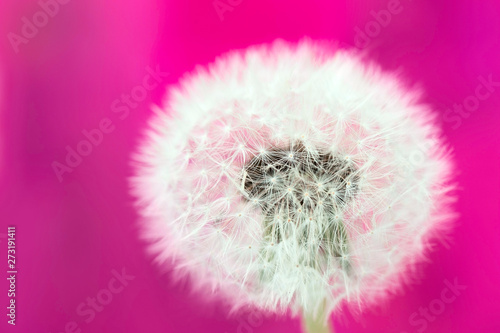 Fluffy blowball dandelion on a pink background