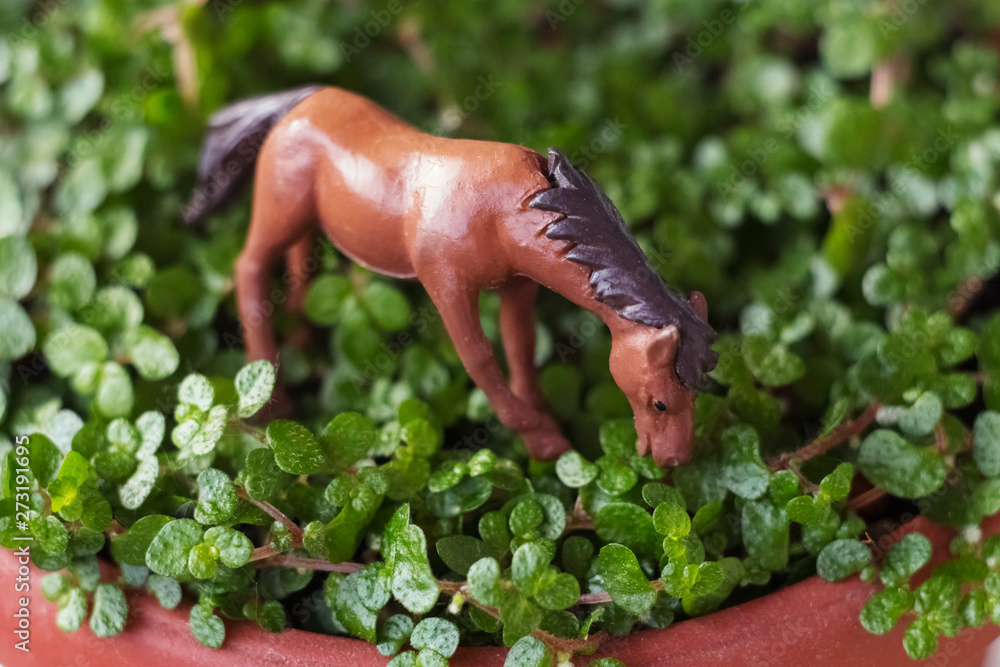green flower with small leaves in a pot on the window. small leaves. young greens. little grass. little horse. green bonsai green flower with small leaves in a pot on the window. small leaves. young greens. little grass. little horse. green bonsai