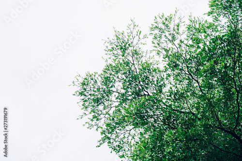 beautiful green tree branch