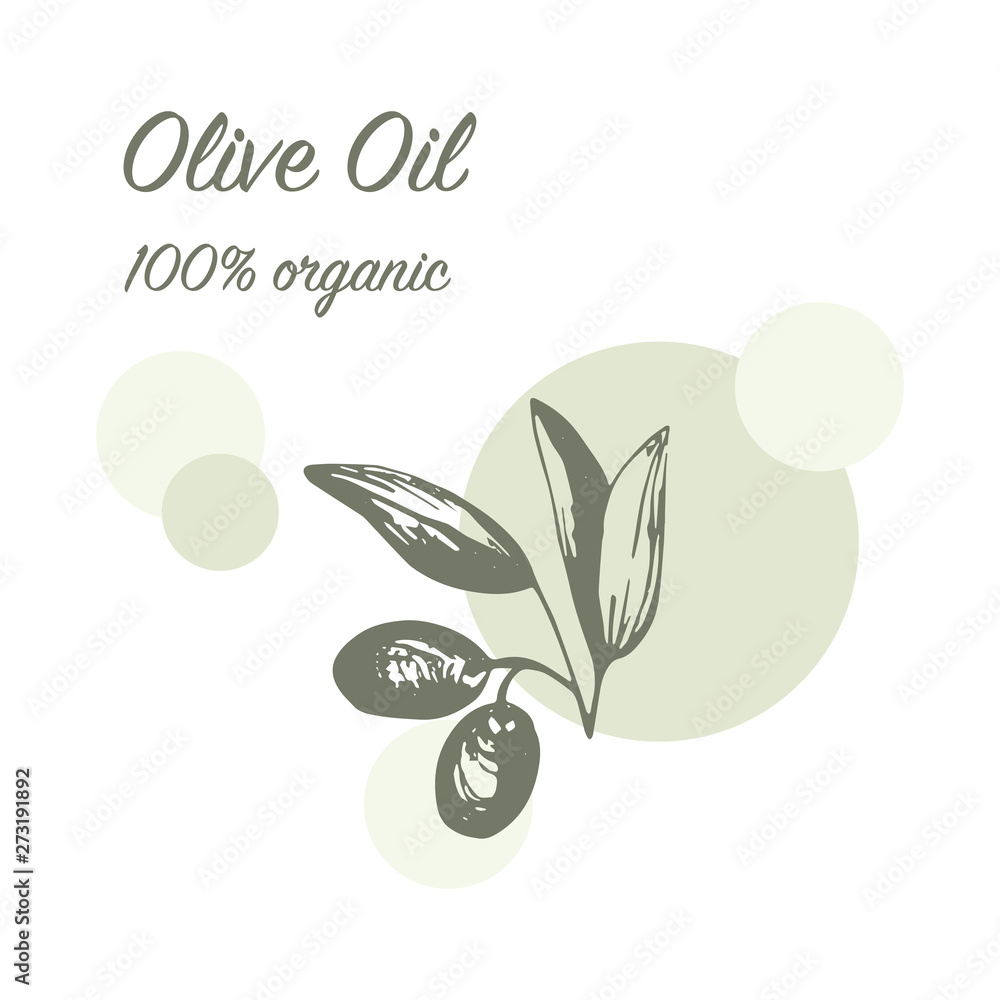 Fototapeta premium Olives arrangements with olive branches and fruits for Italian cuisine design or extra virgin oil food or cosmetic product packaging wrapper. Hand drawn Illustration in vector.