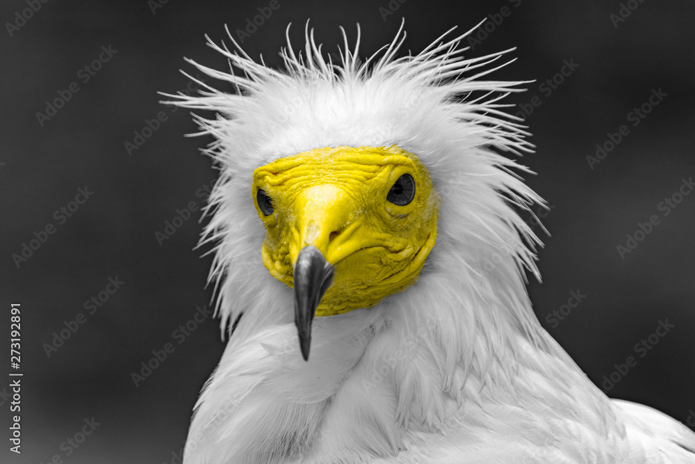 Fototapeta premium bird of prey