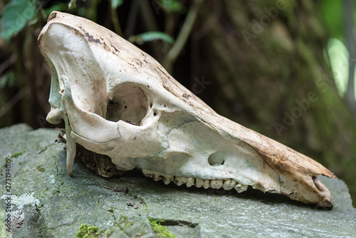 Wild boar skull closeup © FPWing