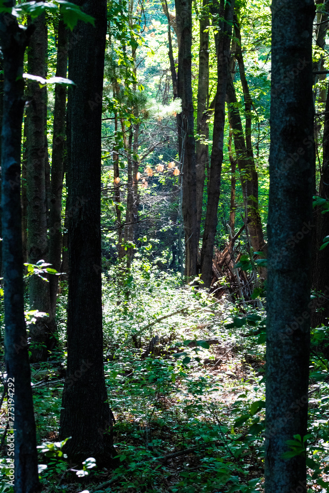 Naklejka premium beam of light in a forest