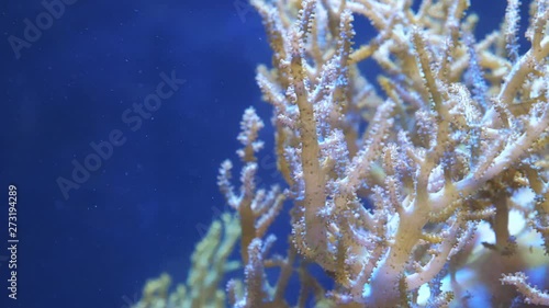 Beautiful soft coral Capnella in the sea or aquarium. Blue background. Underwater fauna and seaside landscape. photo