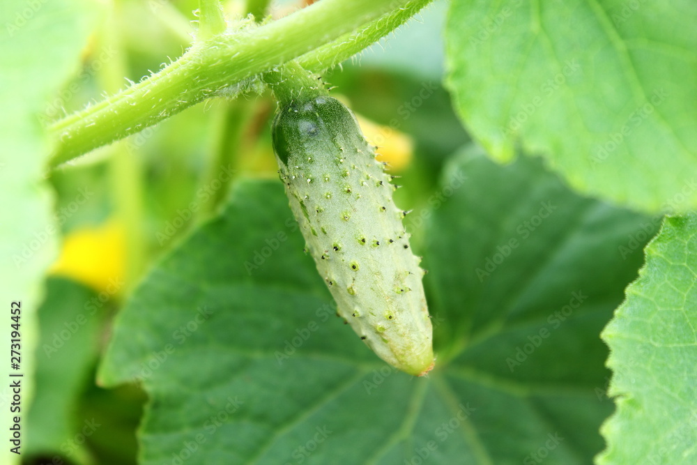 young baby green cucumber on plant in garden young baby green cucumber on plant in garden