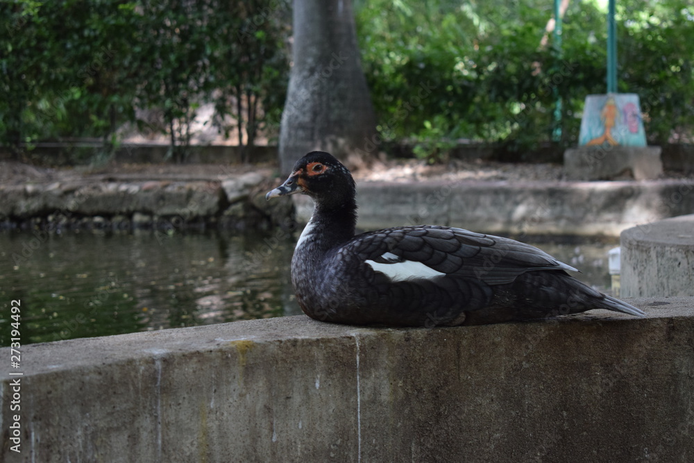 Fototapeta premium pato sentado frente a un lago