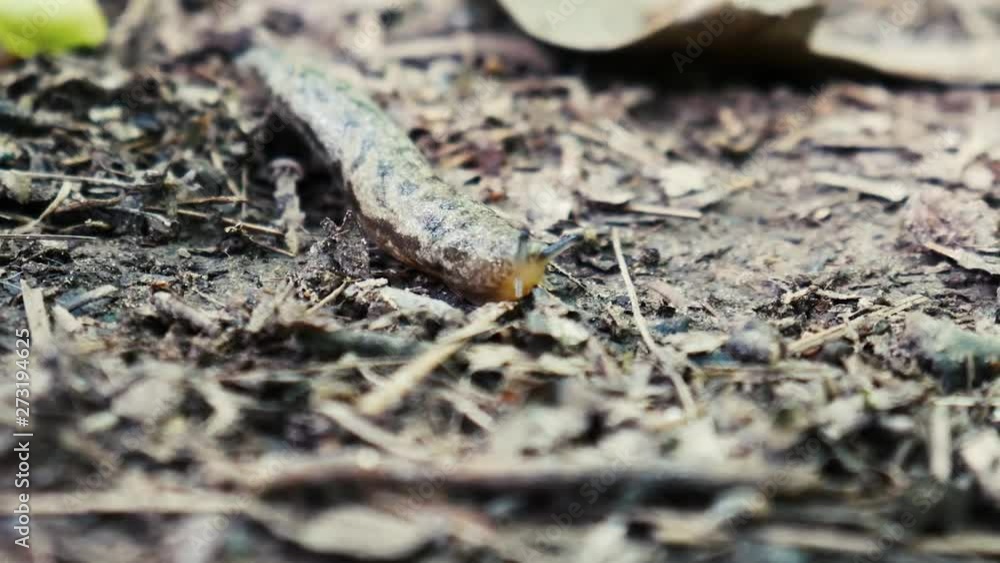 Slug slowing moving across the forest floor Slug slowing moving across the forest floor