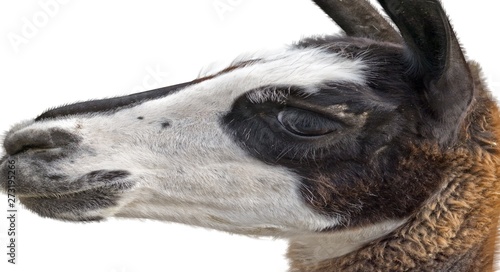 Beautiful lama portrait on a white background © AVD