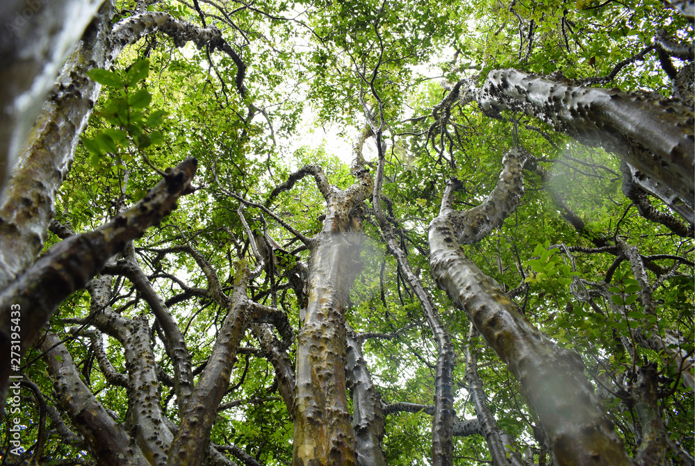 Fototapeta premium Forest