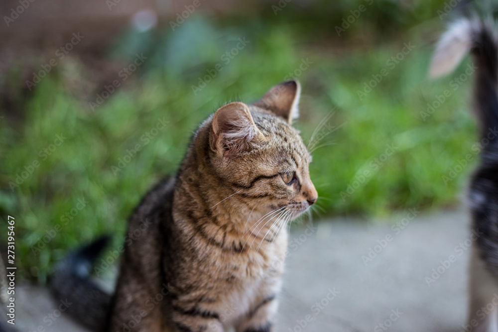 Fototapeta premium Kot