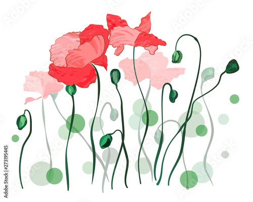 Red poppy flower blossoms and flowers over white background. Vector drawing of red poppies on two layers. 