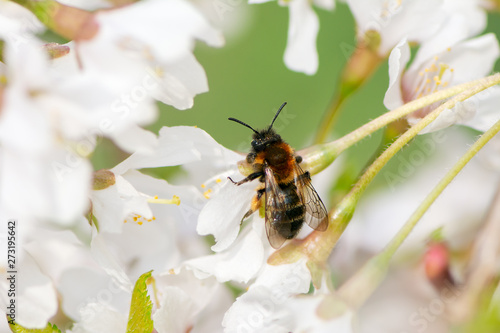 Bee collecting pollen in white blossoms © manfredxy