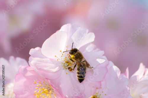 Bee at pink cherry blossoms