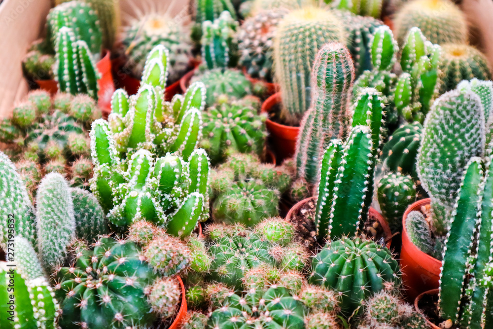 multi of cactus on dirt pot put on terrarium to decor and interior multi of cactus on dirt pot put on terrarium to decor and interior