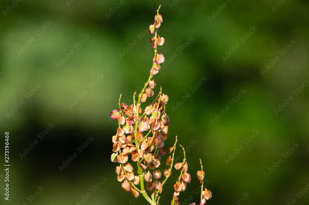 Flower as fire with green smooth bokeh background Flower as fire with green smooth bokeh background