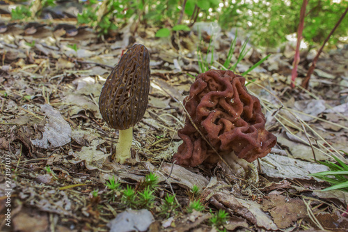 Morel и Gyromitra grown next to each other