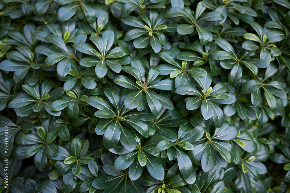 Pittosporum tobira Pittosporum tobira
