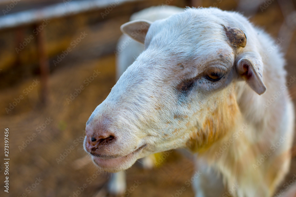 Obraz premium Goat
