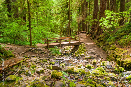 Olympic National Park  Washington  USA