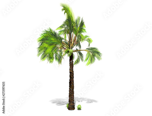 3D rendering - A tall palm tree isolated over a white background. Suitable for use in architectural design or Decoration work. Used with natural articles both on print and website, 3D illustration. © sujinda