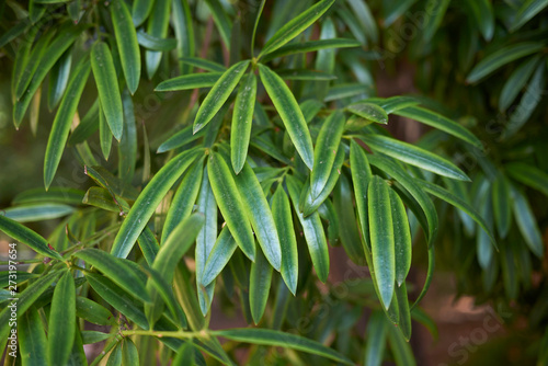 Podocarpus neriifolius photo