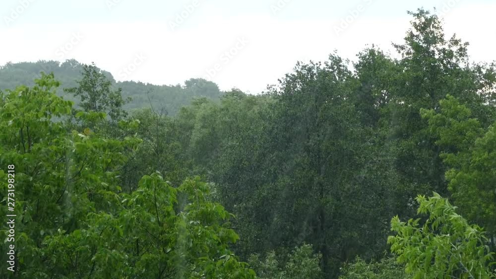 Heavy rain in the park. Cyclone and bad weather. Forest and rain. Heavy rain in the park. Cyclone and bad weather. Forest and rain.