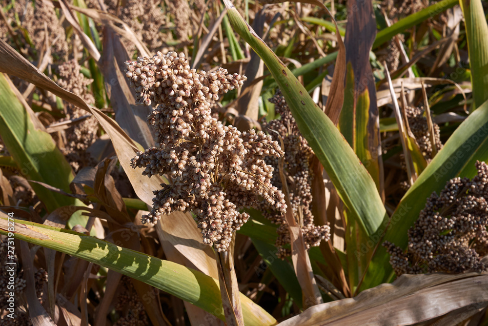 Fototapeta premium Sorghum bicolor