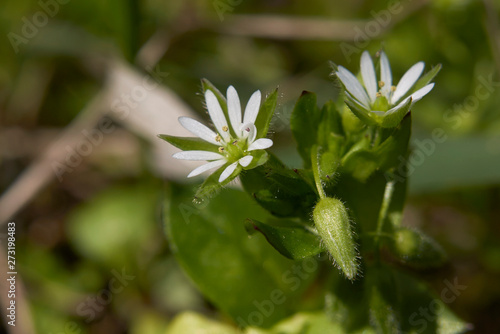 Stellaria media