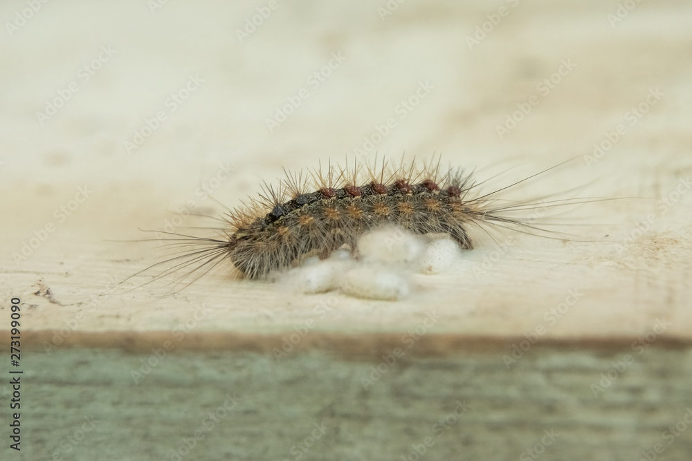caterpillar lays white eggs on wooden surface caterpillar lays white eggs on wooden surface