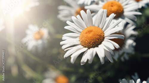 Close-up of daisy flowers in the gentle rays of the warm sun in the garden. Summer, spring concepts. Beautiful nature background. Macro view of abstract nature texture. Template for design. Soft focus