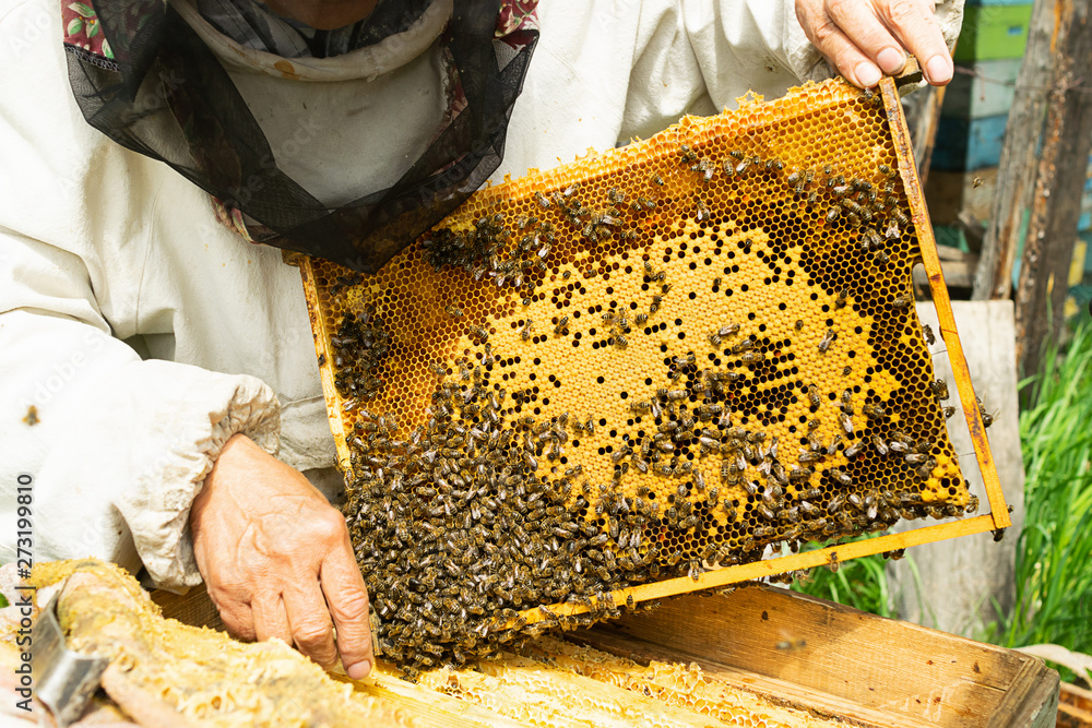 A beekeeper is holding a frame with honey and bees. Beekeeping work on the apiary. Selective focus. A beekeeper is holding a frame with honey and bees. Beekeeping work on the apiary. Selective focus.