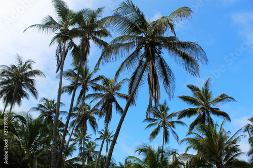 Wallpaper Mural Plmeras Torontodigital.ca