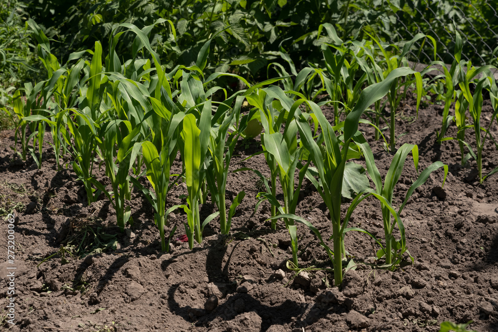 Fototapeta premium Young green corn seedlings in spring on agricultural field