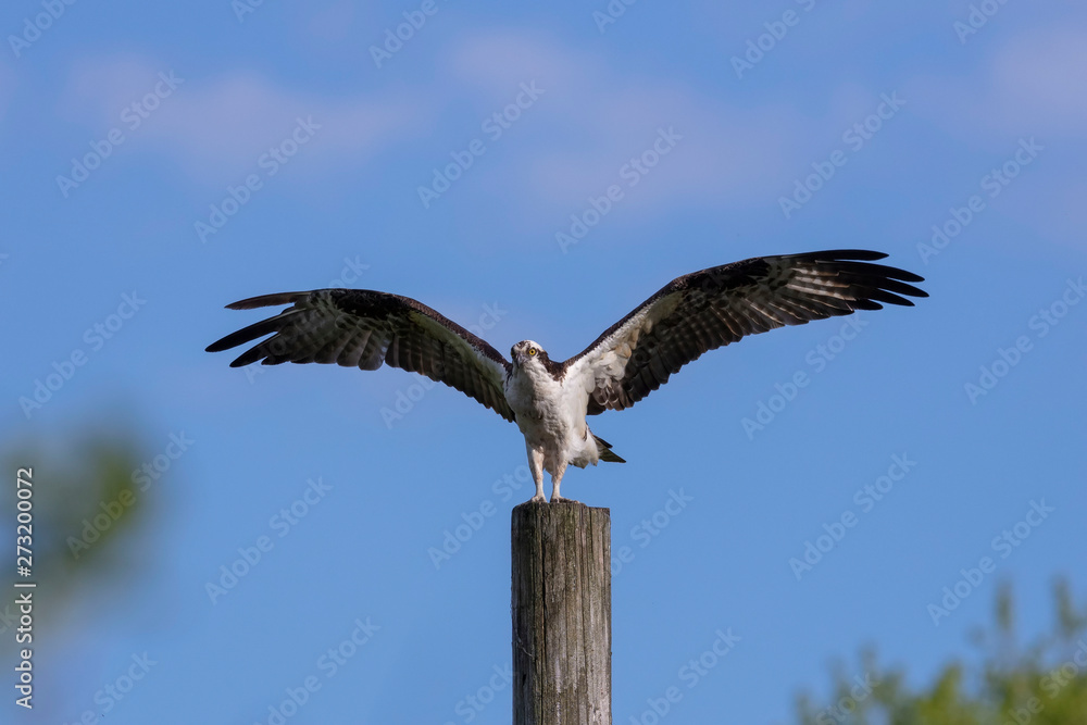 Western osprey (Pandion haliaetus) sitting on a wooden pole Western osprey (Pandion haliaetus) sitting on a wooden pole