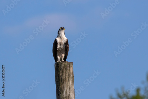 Western osprey (Pandion haliaetus) sitting on a wooden pole