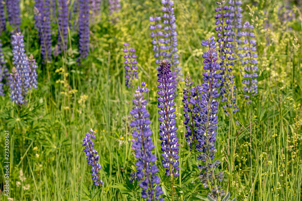 Blooming lupine flowers. A field of lupines. Sunlight shines on plants. Violet spring and summer flowers. Gentle warm soft colors, blurred background. Blooming lupine flowers. A field of lupines. Sunlight shines on plants. Violet spring and summer flowers. Gentle warm soft colors, blurred background.
