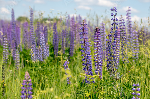 Blooming lupine flowers. A field of lupines. Sunlight shines on plants. Violet spring and summer flowers. Gentle warm soft colors  blurred background.