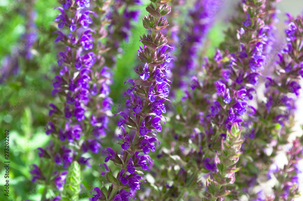 Fresh blue and purple flowers of sage is blooming in the green field. Front view close up. Fresh blue and purple flowers of sage is blooming in the green field. Front view close up.