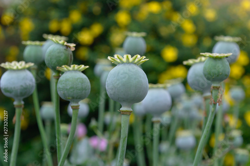 Photography Close up of green opium poppy head capsules. Papaver somniferum.